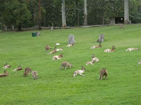 Lone Pine Koala Sanctuary (Brisbane) - 2021 What to Know Before You Go ...