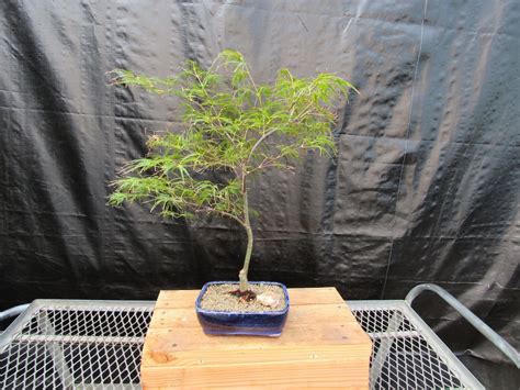 Crimson Queen Japanese Maple Bonsai Tree - Etsy