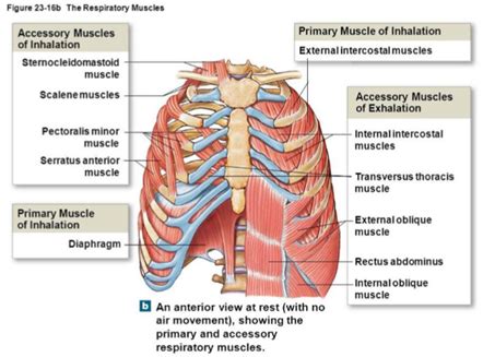 Accessory Muscles for Respiration Diagram | Quizlet