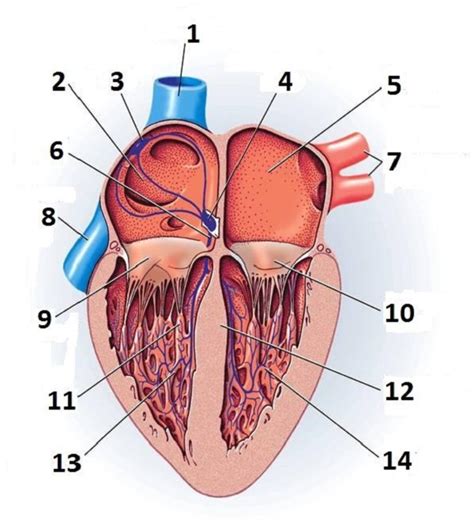 Heart Diagram Unlabeled - Cliparts.co