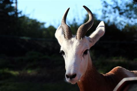 Images Gratuites : faune, corne, mammifère, antilope, chèvres, animaux ...