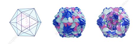 Poliovirus structure, illustration - Stock Image - F036/7982 - Science ...