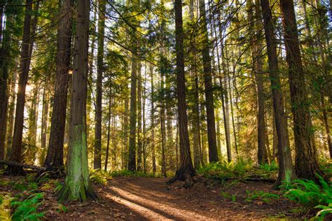 The old-growth logging showdown in B.C.'s forests - Kamloops News ...