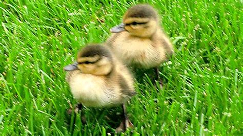 Baby Mallard Ducks in my yard! - YouTube