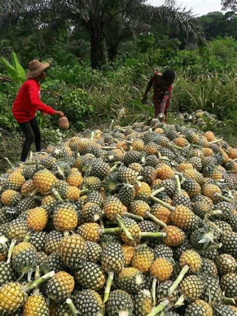 How To Start, Succeed In Pineapples Farming Business | Boki Blog — News, Politics ...