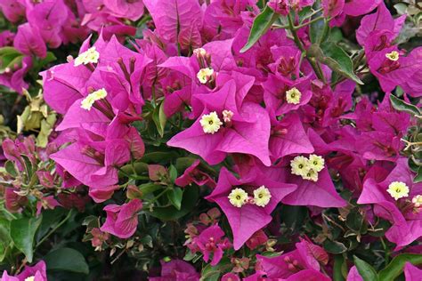 Bougainvillea Summer Flower · Free photo on Pixabay