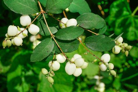 Symphoricarpos albus (Common Snowberry)