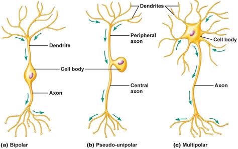 Fundamentals of the Nervous System | Flashcards