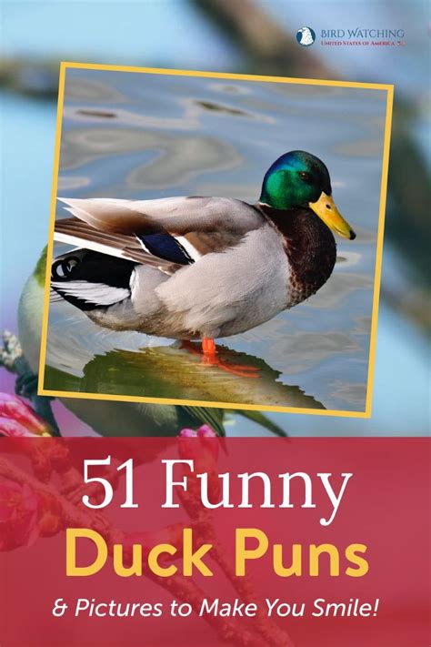 51 Funny Duck Puns & Pictures to Make You Smile!