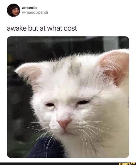 Awake but at what cost - ) | Funny good morning memes, Animal memes ...