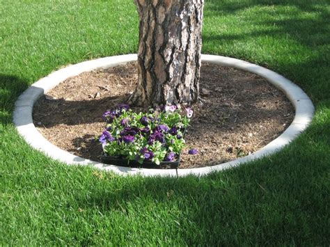 Concrete curb tree ring | Garden edging, Outdoor yard ideas, Tree rings