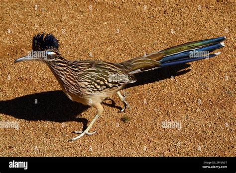 BIRDS; ROADRUNNER; SOUTHWEST USA; DESERT WILDLIFE; PALM SPRINGS AREA ...