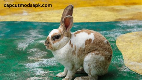 What Causes Mouth Jaw Fractures In Rex Rabbits? - Pet Adventures World