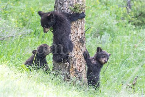 Black Bear Cubs Climbing Tree – Tom Murphy Photography