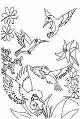 Free Printable Hummingbird Coloring Pages For Kids sketch template