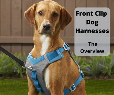 What Is A Front Clip Dog Harness? Learn The Science - gentledogtrainers ...