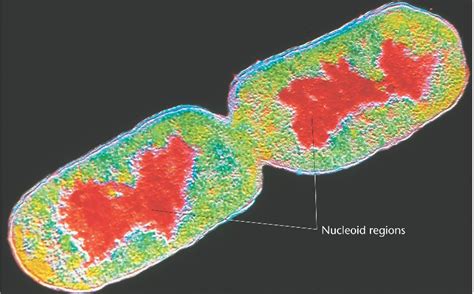 This is an E. coli gram stain showing chaining E. coli - what would ...