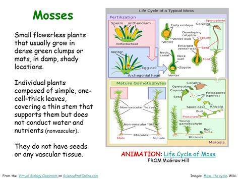 Mosses life cycle animation