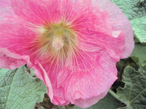 hollyhock | Edible flowers, Hollyhock, Flowers