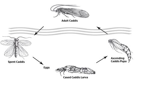 Caddisfly Life Cycle