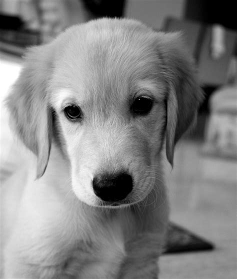 Free photo: Dog, Puppy, Golden Retriever - Free Image on Pixabay - 414621