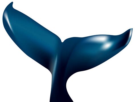 Whale tail Blue whale Clip art - Number 8 Cliparts Whales png download - 8000*6099 - Free ...