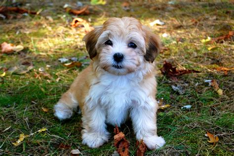 Oh Yeah! Adorable Puppies! | Havanese puppies, Havanese dogs, Best ...