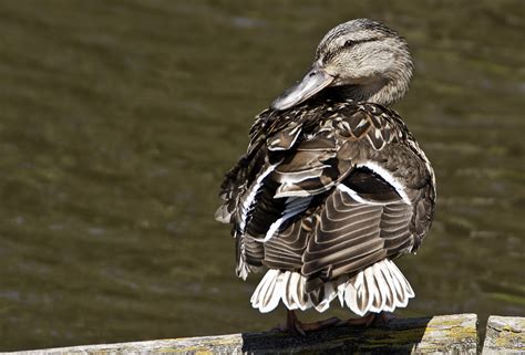 Mallard Duck preening feathers - Ed O'Keeffe Photography