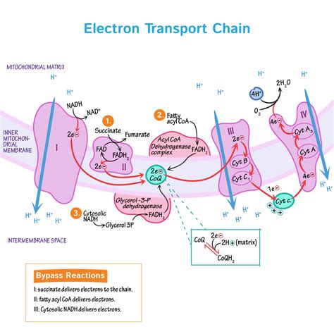 Electron Transport Chain Diagram | sexiezpix Web Porn