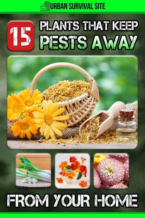 15 plants that keep pests away from your home – Artofit