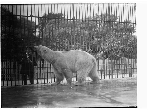 Adelaide Zoo | History Trust