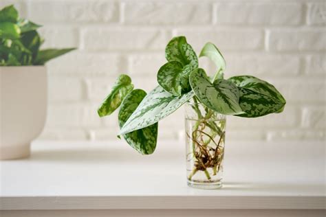 17 of the Longest-Living Houseplants