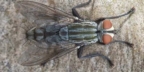 How to identify and control cluster flies | Rochdale Borough Council