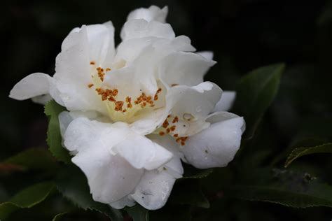 Camellia hybrid Scentuous -FRAGRANT