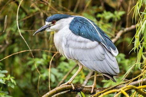 Black-crowned Night Heron by Ian Bollen - BirdGuides