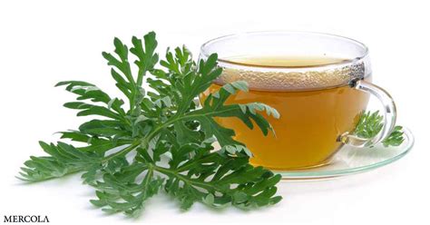 Wormwood Tea: Benefits and Uses