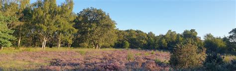 Restoring the Commons' heathlands