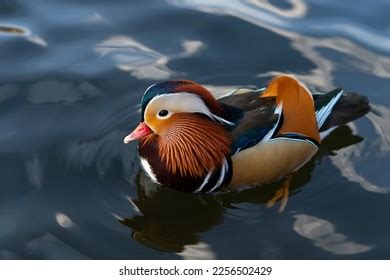 Drake Mandarin Duck Mating Season Brightly Stock Photo 2256502429 | Shutterstock