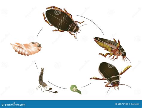 Life Cycle Of Great Diving Beetle Stock Illustration - Illustration of green, female: 66573138