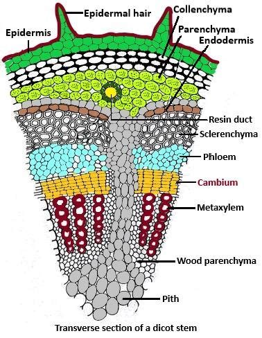 The cambium located in between xylem and phloem in the dicot stem isA. InterfascicularB ...