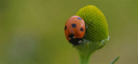 Lady Beetle Guide | Beneficial insects, Insect identification, Beetle