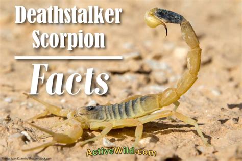 Deathstalker Scorpion Facts, Pictures & Info. Meet A Deadly Scorpion