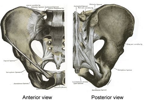 The Causes of SI Joint Pain and Dysfunction | Somatic Movement Center