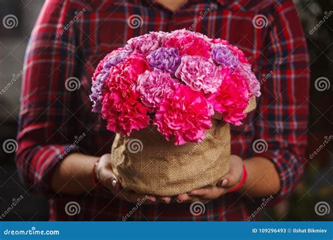 A Bouquet of Pink Carnations in the Women`s Hands. Stock Image - Image of blossom, pink: 109296493