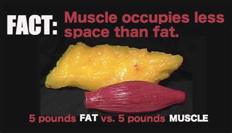 Muscle vs. Fat + Why you should throw away your scale! | womensdietnetwork