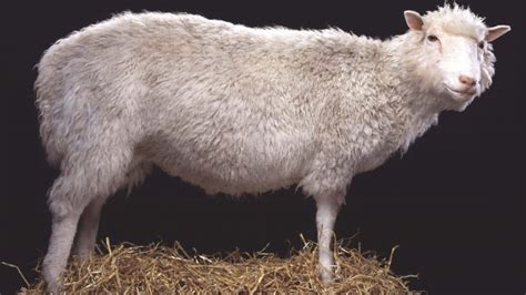 Dolly the Sheep: 26 Years Later, a Groundbreaking Scientific ...