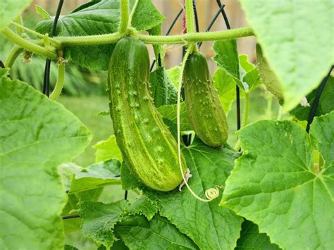 These clever cucumber trellis ideas, including a wooden lattice trellis ...