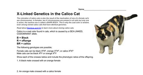 X Linked Genetics in the Calico Cat - Google Docs