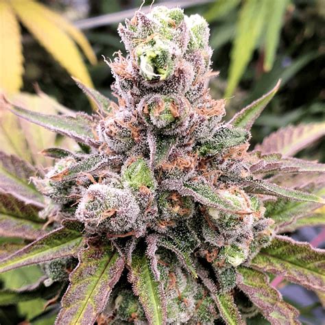 Forbidden Fruit Feminisiert 【 Bulk 】Bulk Genetics