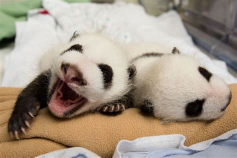 How adorable are these two? Zoo Atlanta's second set of panda twins was ...